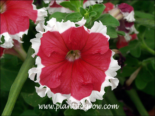 Petunia Picotee Red